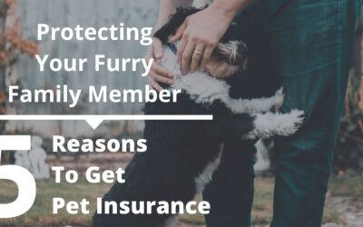 Protecting Your Furry Family Member – 5 Reasons To Get Pet Insurance