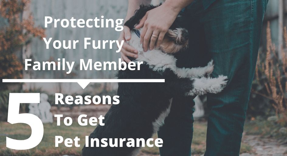 Protecting Your Furry Family Member 5 Reasons To Get Pet Insurance