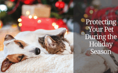 Protecting Your Pet During the Holiday Season