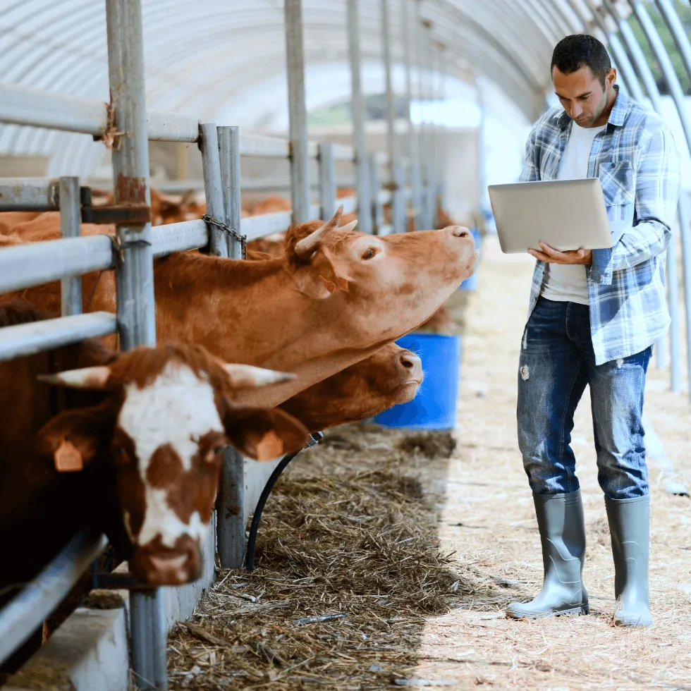 can-I-insure-my-livestock_original